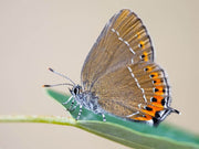Brown Hairstreak lashes - GirlieBoo 