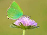 Green Hairstreak Lashes - GirlieBoo 