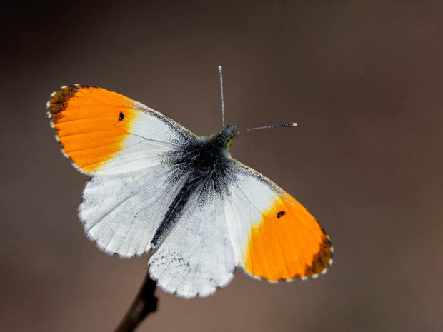 Orange-Tip Lashes - GirlieBoo 