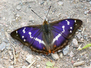 Purple Emperor Lashes - GirlieBoo 