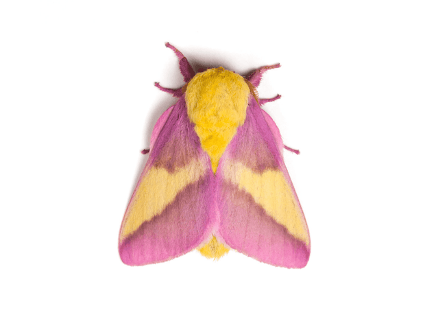 Rose Maple Moth Lashes - GirlieBoo 
